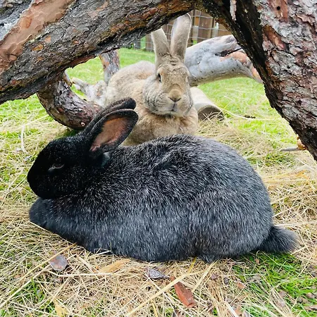 Berkåk Veikro-3